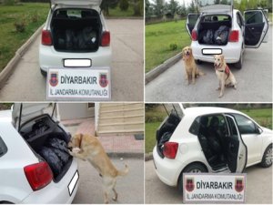 Jandarmadan uyuşturucu operasyonu