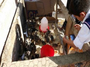 KULP’TA CİVCİVLER TEZGAHA İNDİ