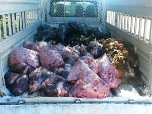 Diyarbakır’da 1 ton hayvansal ürün ele geçirildi