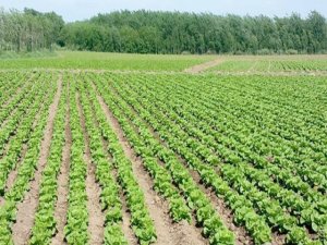 'Güne Hevsel Bahçeleri'nde başlıyorum'