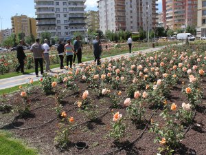 Bağlar’ın gül bahçesi göz kamaştırıyor