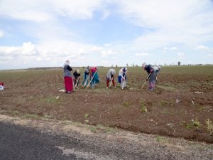 Pamuk sezonu açıldı