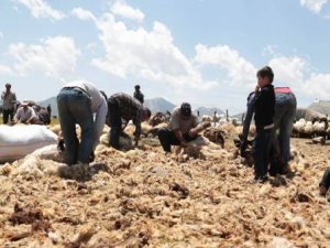 Kulp’ta koyun kırkma sezonu açıldı