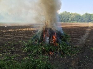 Hevsel bahçelerinde uyuşturucu operasyonu