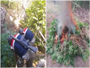 Uyuşturucu bahçelerine operasyon