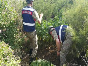 860 KÖK HİNT KENEVİRİ ELE GEÇİRİLDİ