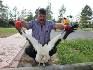 Yaralı Akbaba tedavi altında alındı
