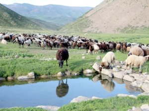 Göçerler yayla hayatından memnun