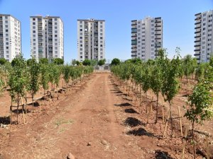 Büyükşehirden meyve bahçesi çalışması