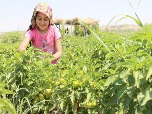Kent Bostanında Hasat