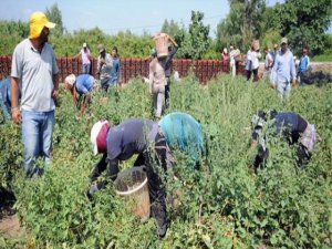 Mevsimlik Tarım İşçileri Fındıktan Umduğunu Bulamadı