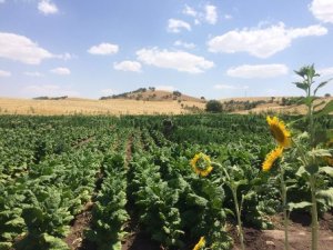 29 bin 657 kök kenevir ele geçirildi