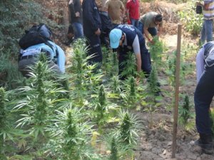 Hevsel Bahçeleri’nde uyuşturucu operasyonu