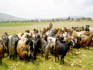 Türkiye'de büyükbaş hayvan sayısı arttı