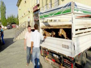 Kulp’ta genç çiftçiye 40 kıl keçisi verildi