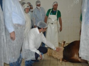 AK Parti İstanbul Başkanlığı Diyarbakır'da 100 Büyükbaş Kurban Kestirdi