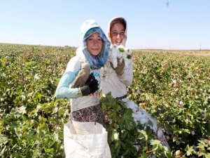 'Beyaz altında' çileli alınteri dönemi başladı