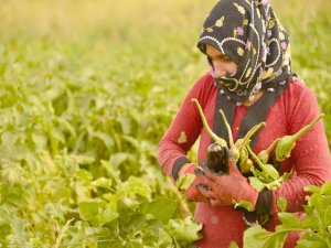 Kent Bostanı’nda son mahsul toplanıyor