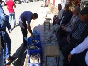 Kulp balığı tezgahtaki yerini aldı