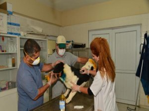 Diyarbakır Bakımevi'nde 921 Hayvan Ameliyat Edildi