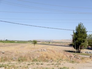 Dicle nehri kenarında yeni fidanlık  oluşturuluyor