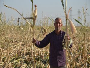 Mısırları bir gecede kayboldu