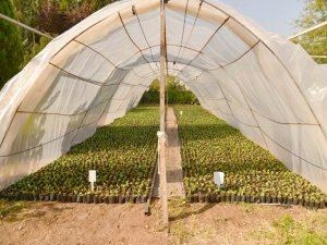 300 bin mevsimlik çiçek poşetleniyor