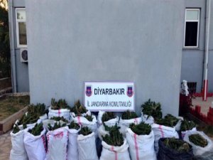 Diyarbakır'da Tarlada 306 Kilo Esrar Ele Geçirildi
