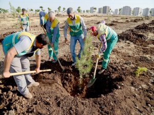 Tahir Elçi Kent Ormanı’na 25 bin ağaç diktik