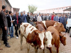 Genç çiftçilere hayvan desteği