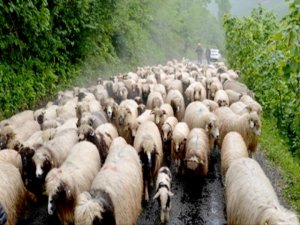 Koyun Sürülerinin göç yolculuğu başladı, tüneller ortak kullanılıyor