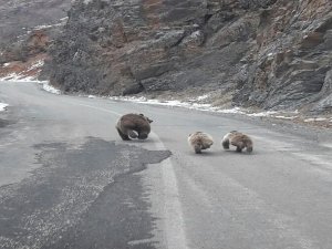 Ovacık'ta boz ayılar görüntülendi