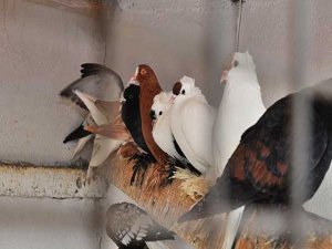 2 bin güvercin ihaleyle satışa çıkarıldı