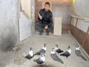 Güvercinlerini korumak için ilginç bir yönteme başvurdu