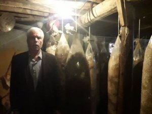 Saman içerisinde istiridye mantarı üretiyor