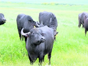 Diyarbakır Anadolu mandası doğurdu