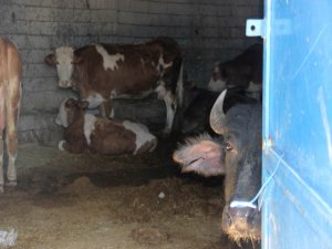 Hayvanlara 'Ahır' Hapsi