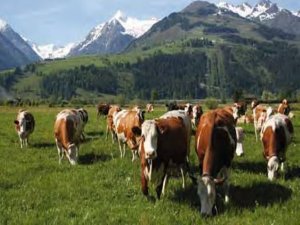 Beşiktaş Belediyesi'nde ‘Hollanda ineği’ polemiği