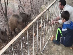 Yaban domuzları şehre inmeye devam ediyor