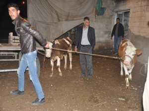Birecik'te hayvan hırsızlığı