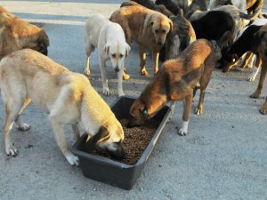 Siirt'te sokak hayvanlarına karşı "duyarlılık" uyarısı