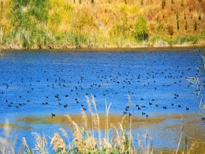 Van Gölü havzasının kuş cenneti: Bitlis