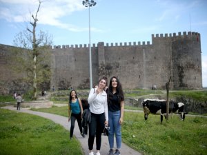 İneklerle selfie çektirme yarışı