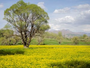 Düğün çiçekleri doğayı sarıya bürüdü
