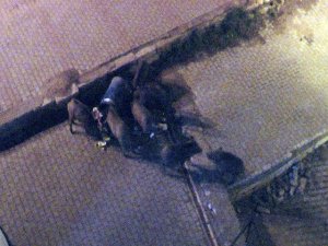 Tunceli’de yaban domuzları çöplere dadandı