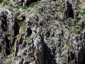 Koruma altındaki dağ keçileri suya inerken görüntülendi