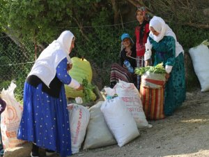 Yabani ot köylülerin ekmek kapısı oldu