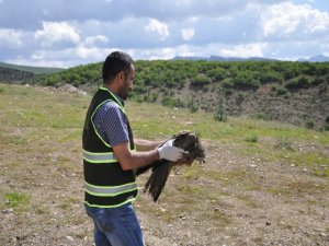 Vurulan çaylak iyileşti, doğaya salındı