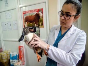 Yaralı kaşıkgaga tedavi altına alındı