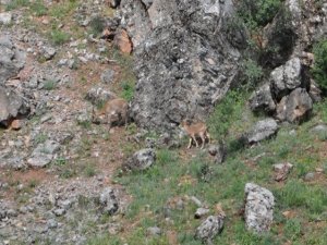 Karınlarını doyurmak isteyen dağ keçilerinin tehlikeli yolculuğu